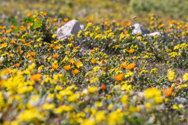 Dougga, Beja, Tunus. Dougga yakınlarındaki bir tarlada kır çiçekleri.