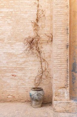 Kairouan, Tunus. Kairouan şehrinin dışındaki ölü saksı bitkisi..