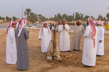 Orta Doğu, Suudi Arabistan, El-Kasım, Buraydah. 13 Kasım 2023. Al Qassim borsasında develeri alıp satmak..