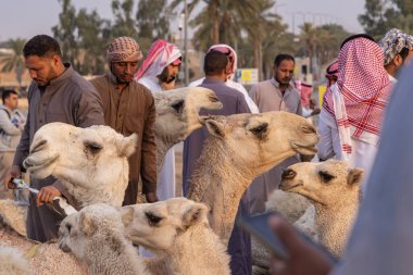 Orta Doğu, Suudi Arabistan, El-Kasım, Buraydah. 13 Kasım 2023. Al Qassim borsasında develeri alıp satmak..