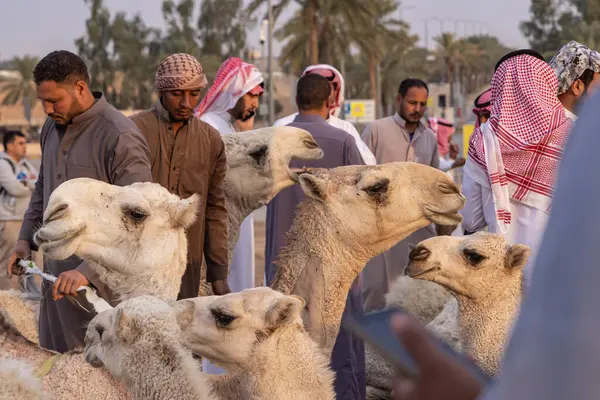 沙特阿拉伯 卡西姆 布赖达 2023年11月13日在Al Qassim牲畜市场购买和出售骆驼 图库图片