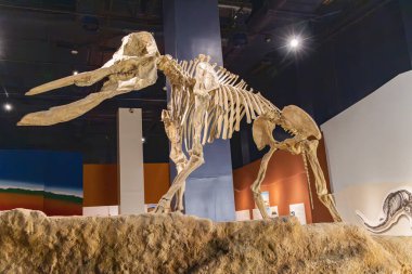 Orta Doğu, Suudi Arabistan, Riyad. 11 Kasım 2023. Riyad 'daki Ulusal Müze' de antik bir fil iskeleti. 11 Kasım 2023.