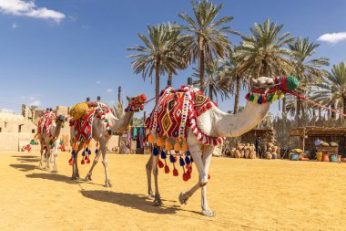 Orta Doğu, Suudi Arabistan, Tabuk Eyaleti, Tayma. 15 Kasım 2023. Eski vaha kasabası Tayma 'da tarihi canlandırmalar. 15 Kasım 2023.