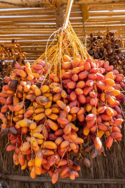Orta Doğu, Suudi Arabistan, Tabuk Eyaleti, Tayma. Çöl vahasında bir sürü randevu..
