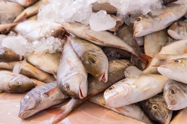 Orta Doğu, Suudi Arabistan, Tabuk, Duba. Duba limanındaki bir markette buzlu taze balık..