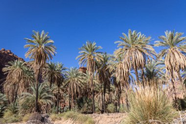 Orta Doğu, Suudi Arabistan, Tabuk, Wadi Al-Disha, Prens Muhammed bin Salman Doğal Rezervi. Vadi Al-Disha, Suudi Arabistan Büyük Kanyonu ve Palmiye Vadisi olarak bilinir..