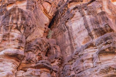 Orta Doğu, Suudi Arabistan, Tabuk, Wadi Al-Disha, Prens Muhammed bin Salman Doğal Rezervi. Vadi Al-Disha, Suudi Arabistan Büyük Kanyonu ve Palmiye Vadisi olarak bilinir..