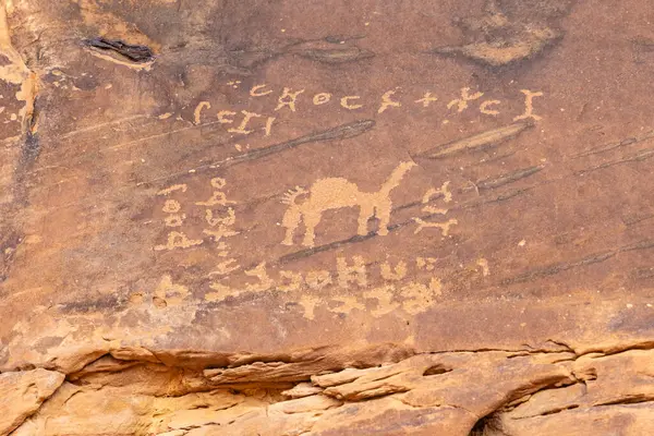 Middle East, Saudi Arabia, Hail Province, Jubbah. Ancient petroglyph of a camel at the Jubbah rock art site at Ob Sinman Mountain.
