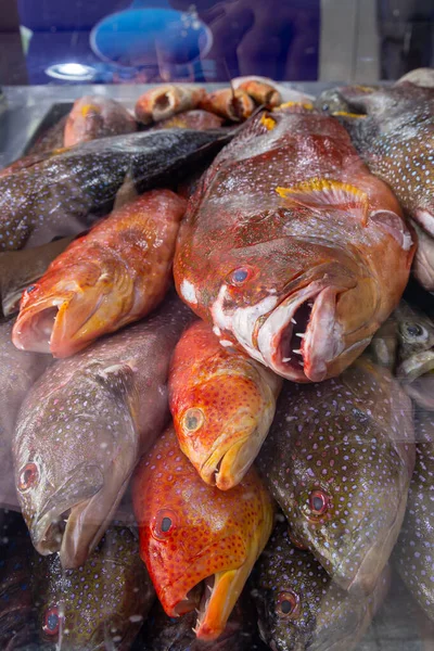 Middle East, Saudi Arabia, Tabuk, Duba. Fresh fish at a market in the port city of Duba.