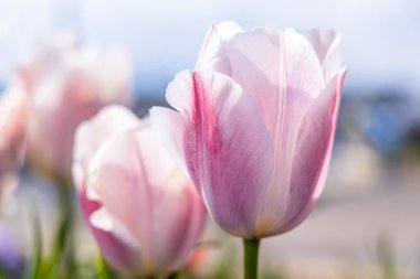 Amble, Morpeth, Northumberland, England, Great Briton, United Kingdom. Purple tulips in the sun. clipart