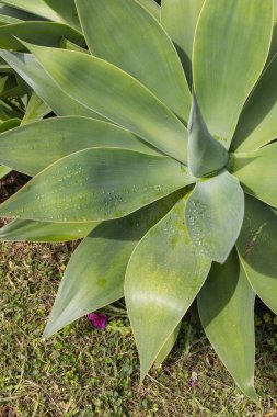 Aldeia da Cuada, Flores, Azores, Portekiz. Flores Adası 'ndaki yeşil bitki.