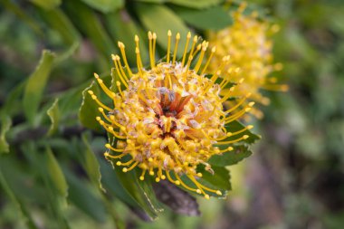 Aldeia da Cuada, Flores, Azores, Portekiz. Flores Adası 'nda sarı kır çiçekleri.