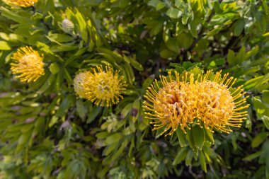 Aldeia da Cuada, Flores, Azores, Portekiz. Flores Adası 'nda sarı kır çiçekleri.