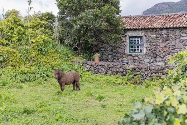 Aldeia da Cuada, Flores, Azores, Portekiz. 2 Nisan 2022. Taş bir evin önünde ıslak bir midilli..