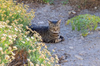 Casares, Malaga, Endülüs, İspanya. İspanyol köyünde dinlenen bir tekir kedi..