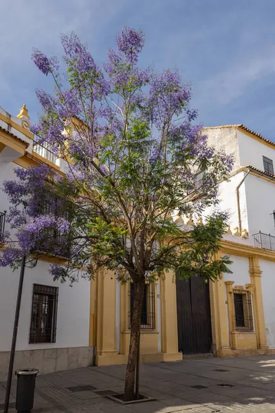 Centro Bölgesi, Cordoba, Cordoba Eyaleti, Endülüs, İspanya. İspanyol caddesinde mor çiçekli bir ağaç.