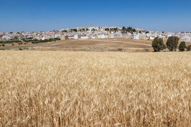 Las Cabezas de San Juan, Seville Eyaleti, Endülüs, İspanya. İspanya 'daki altın buğday tarlaları.