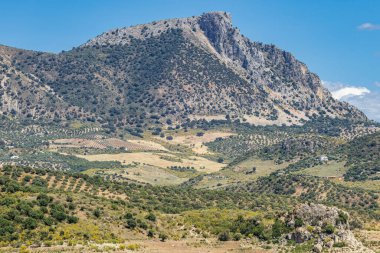 Zahara de la Sierra, Cadiz, Endülüs, İspanya. Endülüs 'teki zeytin ağaçlarının üstündeki dağ.