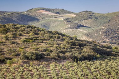 Montefrio, Granada, Endülüs, İspanya. Endülüs 'te yetişen zeytin ağaçları.