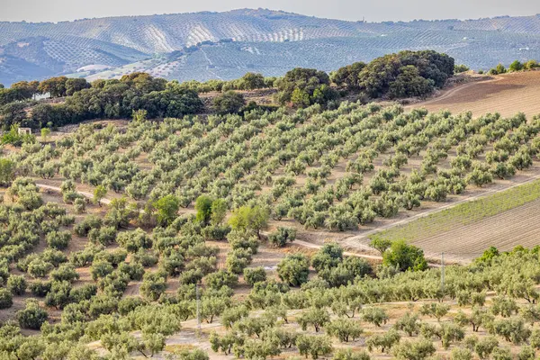 stock image Montefrio, Granada, Andalusia, Spain. Olive trees growing in Andalusia.