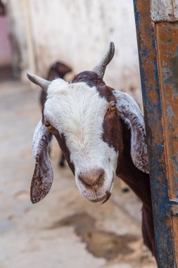 Devnagar, Ajmer, Rajasthan, India. A goat peeks around a gate. clipart