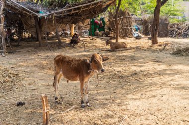 Devnagar, Ajmer, Rajasthan, Hindistan. Kazığa bağlanmış bir buzağı..