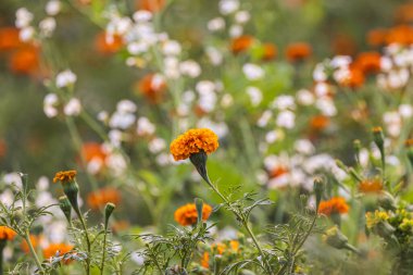 Banseli, Ajmer, Rajasthan, Hindistan. Rajasthan 'da bir tarlada kadife çiçekleri.