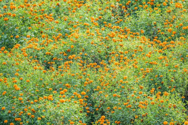 Banseli, Ajmer, Rajasthan, Hindistan. Rajasthan 'da bir tarlada kadife çiçekleri.