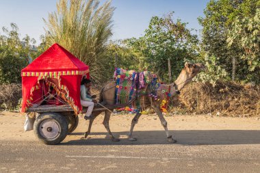 Pushkar, Rajasthan, Hindistan. 5 Kasım 2022. Pushkar 'da üstü örtülü deve arabaları.