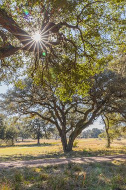 Yoakum, Teksas, Birleşik Devletler. Güney Teksas 'ta bir ağaçtan parlayan güneş.