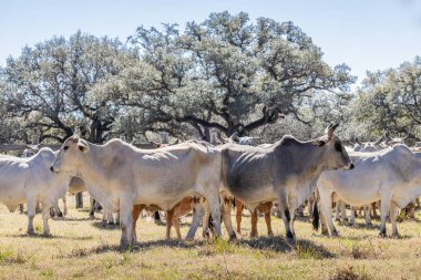 Yoakum, Teksas, Birleşik Devletler. Texas çiftliğinde Amerikan Brahman sığırları.