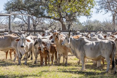 Yoakum, Teksas, Birleşik Devletler. Texas 'ta bir çiftlikte Amerikan Brahman inekleri ve buzağıları.