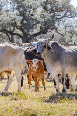 Yoakum, Teksas, Birleşik Devletler. Texas 'ta bir çiftlikte Amerikan Brahman inekleri ve buzağıları.