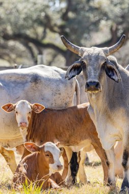 Yoakum, Teksas, Birleşik Devletler. Texas 'ta bir çiftlikte Amerikan Brahman inekleri ve buzağıları.