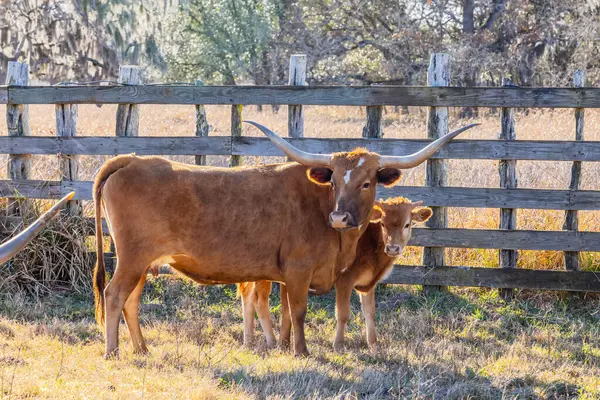 Yoakum, Teksas, Birleşik Devletler. Teksas çiftliğindeki Longhorn sığırları.