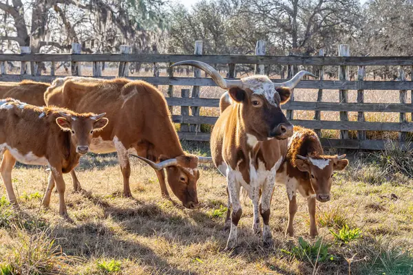 Yoakum, Teksas, Birleşik Devletler. Teksas çiftliğindeki Longhorn sığırları.