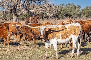 Yoakum, Teksas, Birleşik Devletler. 15 Mart 2022. Teksas çiftliğindeki Longhorn sığırları.