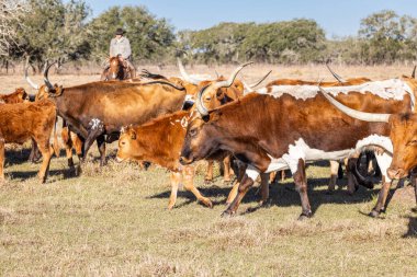 Yoakum, Texas, United States. March 15, 2022. Cowboy on a horse rounding up longhorn cattle on a Texas ranch. clipart