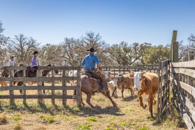 Yoakum, Teksas, Birleşik Devletler. 15 Mart 2022. At üstünde kovboylar Teksas 'ta bir çiftlikte sığırları ağıldan çıkarıyorlar.