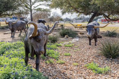 Yoakum, Teksas, Birleşik Devletler. 17 Mart 2022. Chisholm Trail Park 'taki Longhorn sığırlarının bronz heykeli.