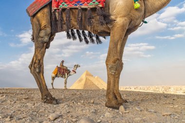 Giza Piramit Kompleksi, Al Ahram, Giza, Mısır. 21 Şubat 2023. Büyük Piramit olarak da bilinen Menkaure, Khafre ve Khufu piramitlerinin önündeki devenin üzerindeki adam..