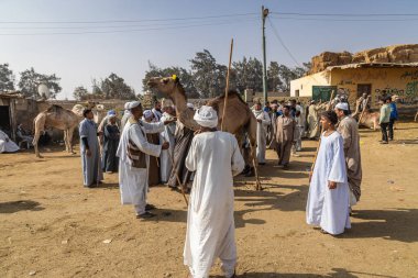 Barqash, Giza, Mısır. 3 Mart 2023. Mısır 'ın Birqash kentindeki çiftlik hayvanları pazarında develeri denetliyor..