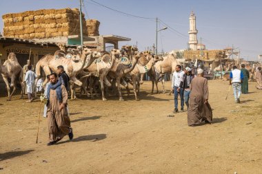 Barqash, Giza, Mısır. 3 Mart 2023. Mısır 'ın Birqash kentindeki çiftlik hayvanları pazarında aksak develer..
