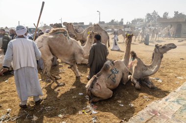 Barqash, Giza, Mısır. 3 Mart 2023. Mısır, Birqash 'taki çiftlik hayvanları pazarında develer..