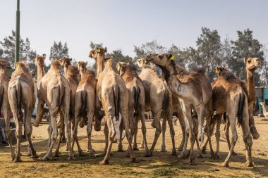 Barqash, Giza, Mısır. 3 Mart 2023. Mısır, Birqash 'taki çiftlik hayvanları pazarında develer..