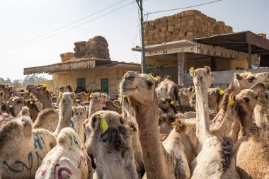 Barqash, Giza, Mısır. 3 Mart 2023. Mısır, Birqash 'taki çiftlik hayvanları pazarında develer..