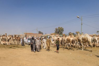 Barqash, Giza, Mısır. 3 Mart 2023. Mısır, Birqash 'taki çiftlik hayvanları pazarında develer..