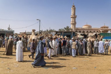 Barqash, Giza, Mısır. 3 Mart 2023. Mısır 'ın Birqash kentindeki hayvan pazarından deve almak..