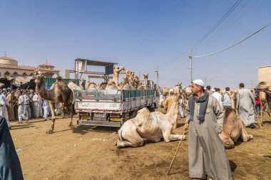 Barqash, Giza, Mısır. 3 Mart 2023. Mısır 'ın Birqash kentindeki çiftlik hayvanları pazarında bir kamyonda deve taşımak..