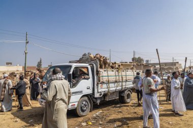 Barqash, Giza, Mısır. 3 Mart 2023. Mısır 'ın Birqash kentindeki çiftlik hayvanları pazarında bir kamyonda deve taşımak..